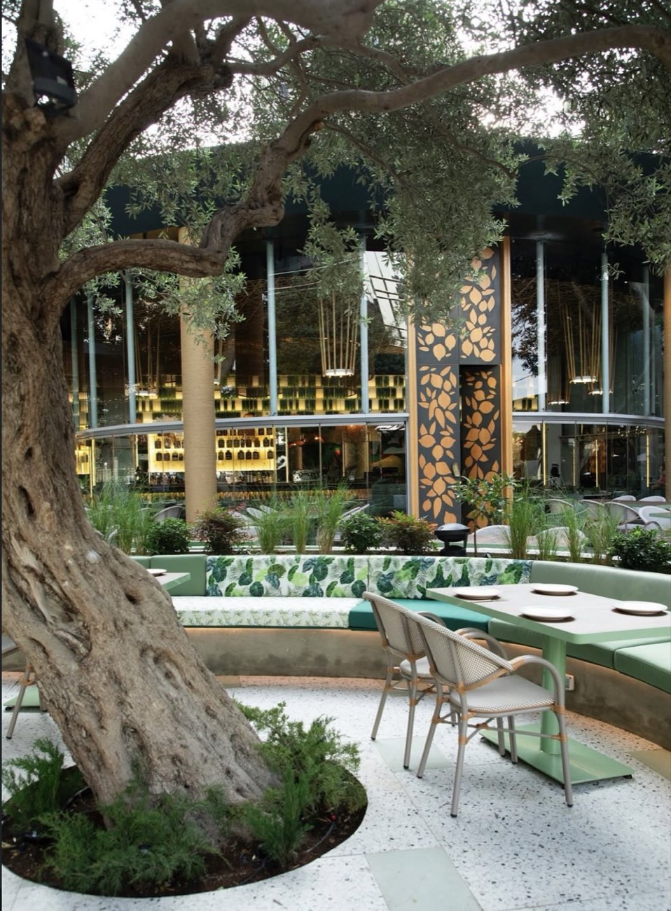 Olive tree in a glazed garden pavilion